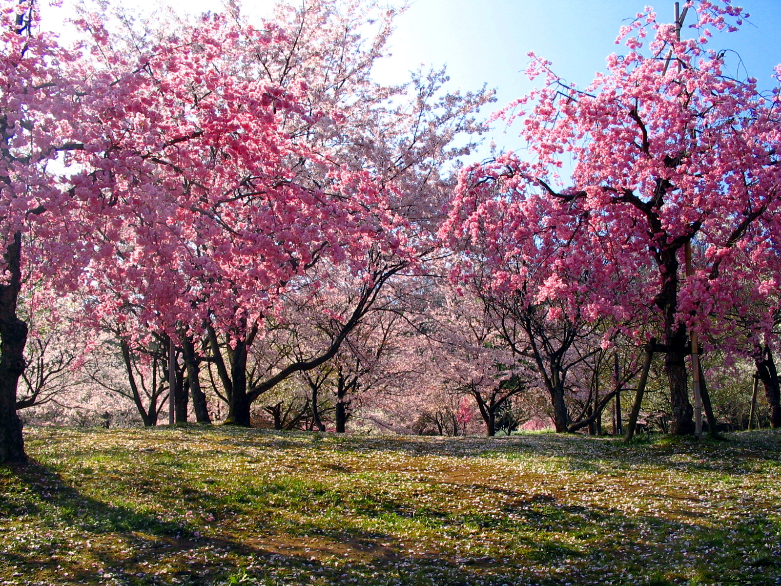 Japan Hanami